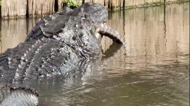 Watch: Massive alligator munches on smaller alligator in Florida wildlife park