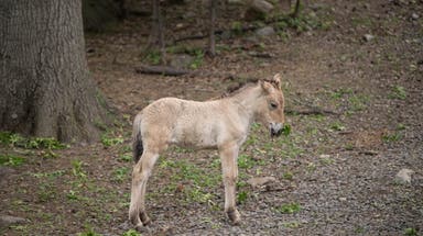 Rare, almost extinct wild horse born at the Bronx Zoo