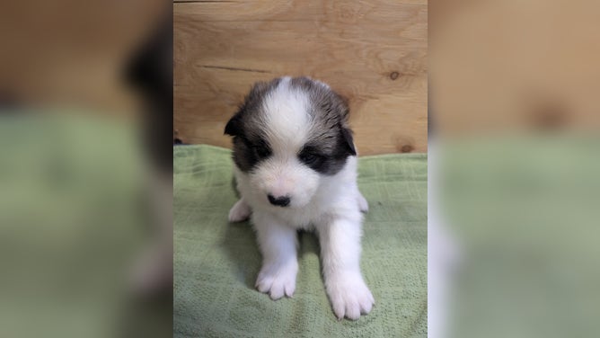 Puppy Mammoth, named after Mammoth Cave National Park in Kentucky.