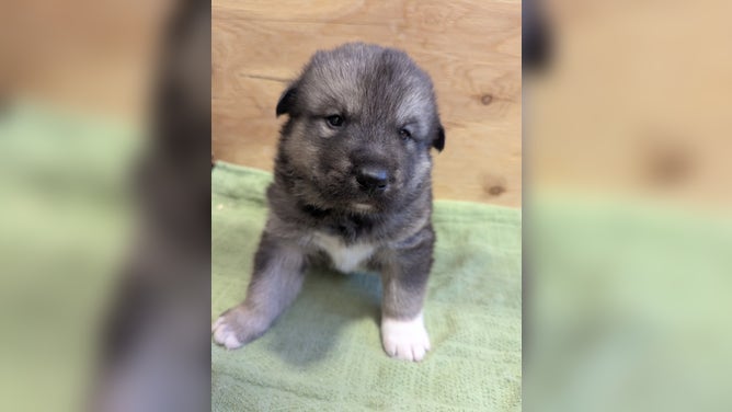 Puppy Teton, named after Grand Teton National Park in Wyoming.