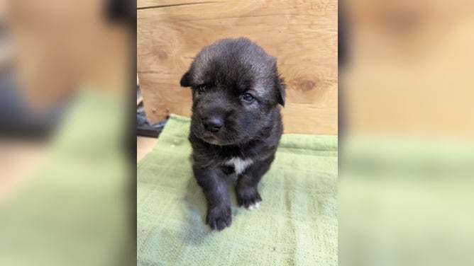 Puppy Mesa, named after Mesa Verde National Park in Colorado.