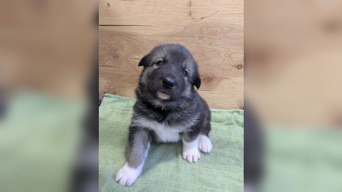 Puppy Sequoia, named after Sequoia National Park in California.