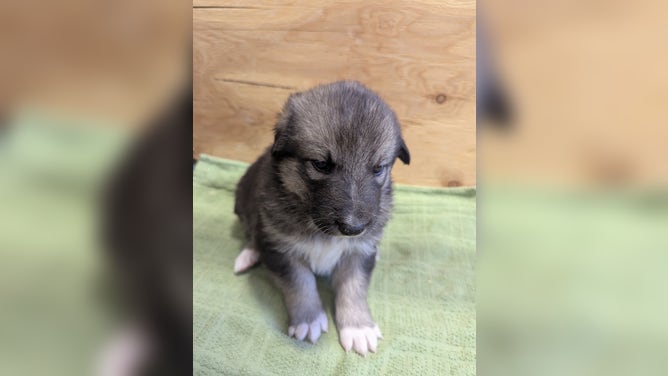 Puppy Rainier, named after Mount Rainier National Park in Washington.