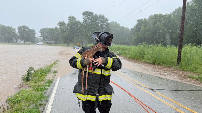 The baby deer in front of the flooded road.