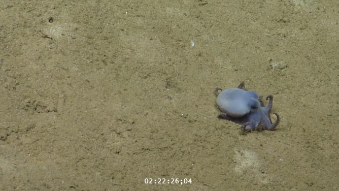 Newly discovered tiny blue octopus found off coast of the Galapagos Islands.
