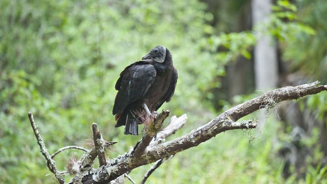 Florida, Sarasota, Myakka River State Park, Black Vulture.