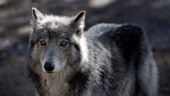 A wolf stands inside it's enclosure at the Colorado Wolf and Wildlife Center (CWWC) in Divide, Colorado on March 28, 2023.