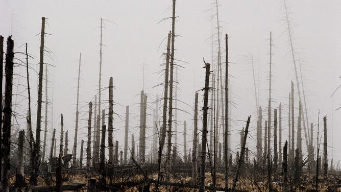Poland, Karkonosze mountains, dead forest from Acid rain pollution.
