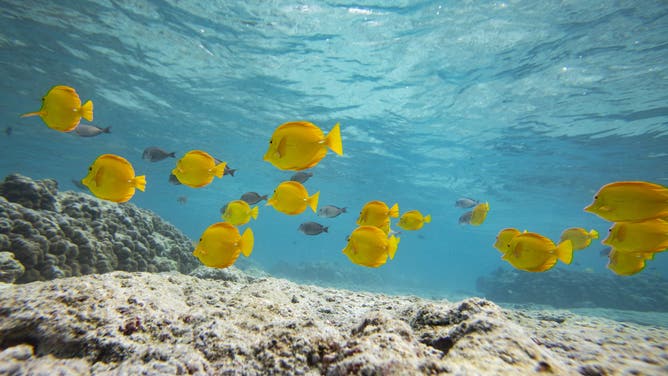 KAILUA-KONA, HAWAII- JANUARY 14: In an underwater photo, butterflyfish swim in the Pacific Ocean near coral reefs at Kahalu'u Beach Park