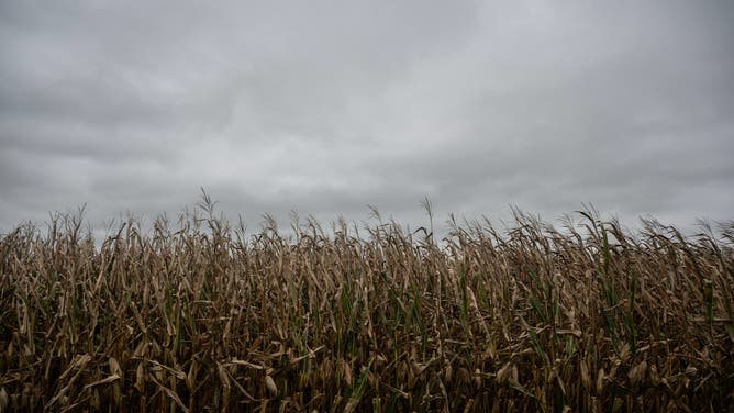 Rows of corn at a farm in Pemberton, New Jersey, US, on Tuesday, Oct. 14, 2025. Corn futures rose as much as 1% ahead of a US Energy Information Administration report that's expected to show growing ethanol production and shrinking stockpiles.