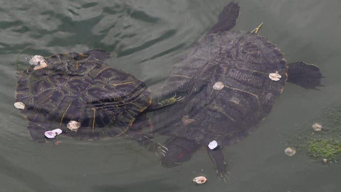 IWAKUNI, JAPAN - APRIL 12: A pair of Red-eared slider turtles interact in a pond at Kikko Park, engaging in a seasonal courtship display among floating cherry blossom petals in Iwakuni, Yamaguchi Prefecture, Japan, on April 12, 2026.