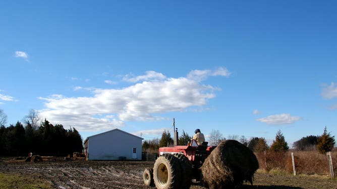 SALEM, NJ - DECEMBER 30: Organic cattle farmer Dick McDermott drives a tractor loaded with organic hay at Neptune Farm, December 30, 2003 in Salem, New Jersey. Neptune Farm raises organic beef cattle, sheep, asparagus, and blueberries. The farm has been certified organic by the Northeast Organic Farming Association of New Jersey (NOFA-NJ) since 1992.