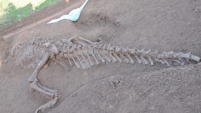 KUNMING, Dec. 8, 2015-- Newly-discoverd Lufengosaurus fossil is seen in Lufeng County, southwest China's Yunnan Province, Dec. 7, 2015. Two dinosaur fossils were unearthed in Lufeng County a month ago and they were identified to be fossils of Lufengosaurus magnus and Lufengosaurus huenei, which lived about 180 million years ago. Lufengosaurus is a long-necked, plant-eating dinosaur known for its gigantic size, with adults reaching 30 feet (9 meters)long.