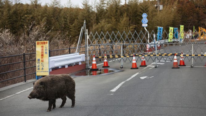 A wild animal roams around near a check point in an evacuation zone area damaged by the 2011 earthquake and tsunami in Tomioka, Fukushima Prefecture, Japan, on Wednesday, March 2, 2016.