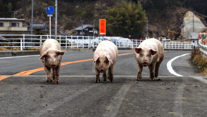 Pigs roam around Ishinomaki, Miyagi, northern Japan on April 14, 2011.