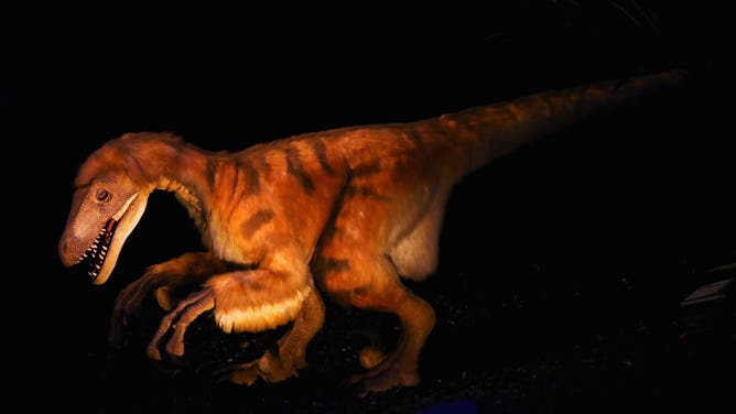 LEIDEN, NETHERLANDS - OCTOBER 17: A display of the Deinonychus antirrhopus, a genus of carnivorous dromaeosaurid coelurosaurian dinosaurs and the Tenontosaurus, a genus of ornithopod dinosaur. The genus is known from the late Aptian to Albian ages of the middle Cretaceous period and contains two species, Tenontosaurus tilletti and Tenontosaurus dossi are pictured before Trix, the female the T-Rex exhibition at the Naturalis or Natural History Museum of Leiden on October 17, 2016 in Leiden, Netherlands. The skeleton of Tyrannosaurus rex was excavated in 2013 in Montana, USA, by Naturalis Biodiversity Center. The fossil is part of the Naturalis collection and is more than 80% of the bone volume present. All essential and highvolume bones are in place. This places Trix in the top 3 ranking of the most complete Tyrannosaurus rex skeletons in the world. In addition, all the bones are extremely well preserved. The quality of this fossil is unmatched by any other large T-Rex find in the world.