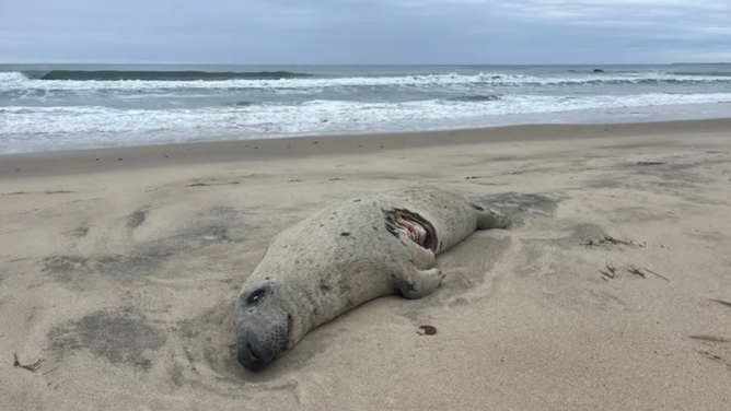 A gray seal found dead on a beach in Martha's Vineyard with a white shark bite on its side.