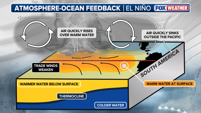 A massive pool of warm water, which has been building in the Western Pacific, is now "sloshing" eastward. The thermocline is the invisible boundary layer that separates the warm, sun-lit surface water from the freezing, deep ocean water. During El Niño, as the trade winds weaken, that deep pool of warm water moves east, pushing the thermocline down in the East Pacific. This prevents cold water from "upwelling" to the surface, allowing temperatures to skyrocket.