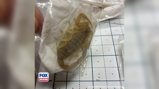 Wildlife officials uncover 10 venomous scorpions in Memphis.