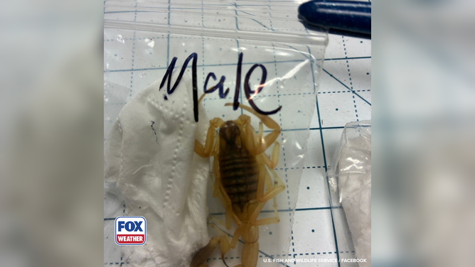Male venomous scorpion found by the U.S. Fish and Wildlife Service.