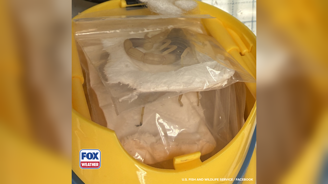 Wildlife officials seize and freeze the creatures for use as evidence in wildlife trafficking cases.