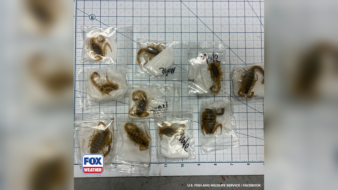 All 10 of the confiscated venomous scorpions in Memphis, Tennessee.
