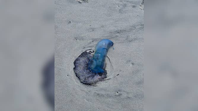 Myrtle Beach Police Department warns of dangerous Portuguese man o' war as strong currents are washing marine vegetation and venomous wildlife on shore.