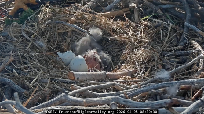 Sandy and Luna fresh after Luna's hatching on April 5, 2026.