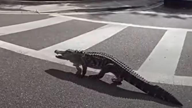 A dangerous 7-foot-long alligator was corralled on a busy Florida highway after quick-thinking from a Hillsborough County Sheriff's deputy.