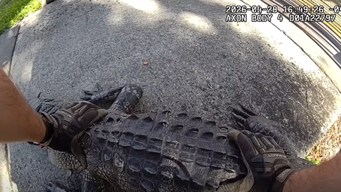 A dangerous 7-foot-long alligator was corralled on a busy Florida highway after quick-thinking from a Hillsborough County Sheriff's deputy.