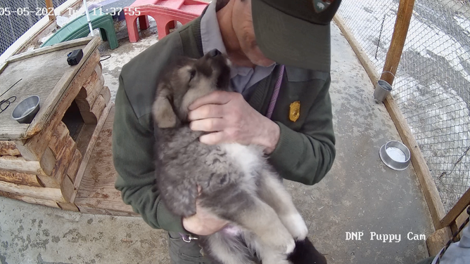 A ranger holds and pets one of the Alaskan husky puppies from the "America's Best Idea" litter. 