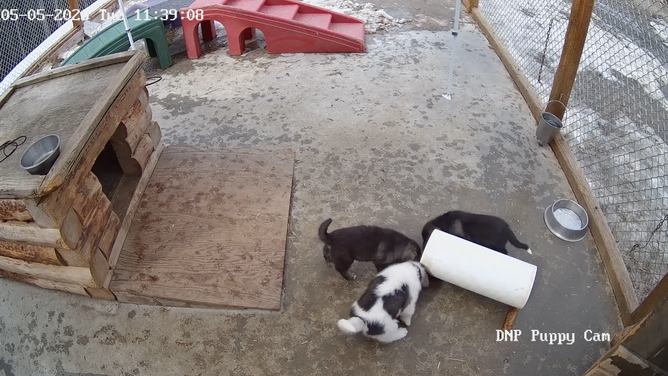 The puppies playing and eating right before feeding time.