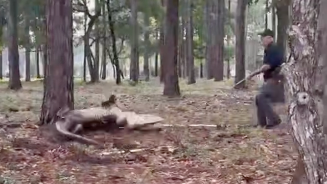 The alligator rolled to try and escape capture.