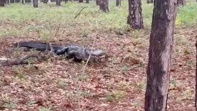 The gator doesn't like being pulled.
