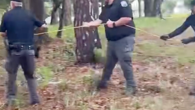 The police and animal control teamed up to wrangle the alligator.