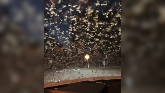 Approximately 6 billion termites swarm through the area in Louisiana.