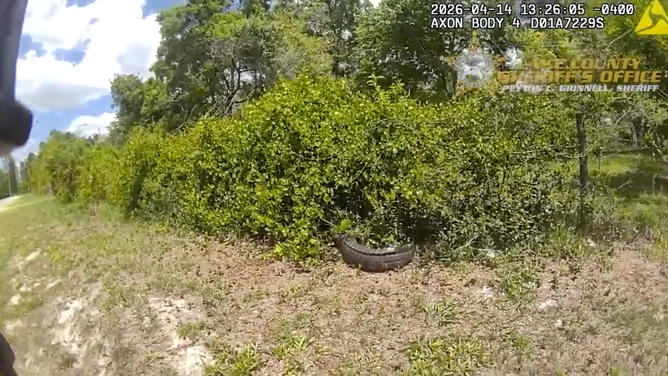 The alligator's tail sticking out of some bushes.