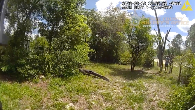 The gator runs loose on the resident's property.