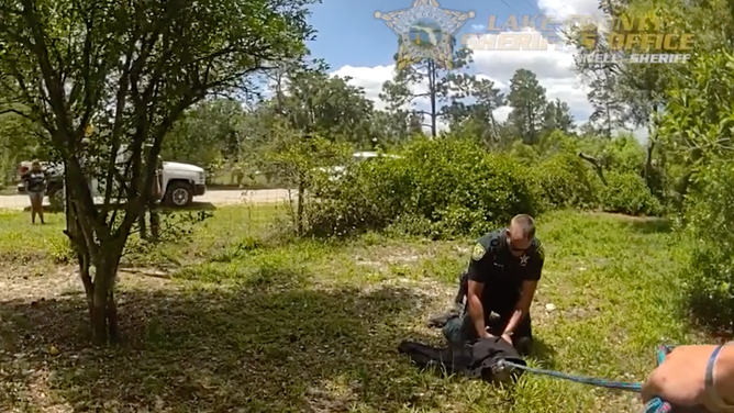 A deputy sits on the captured alligator to start taping its mouth shut.