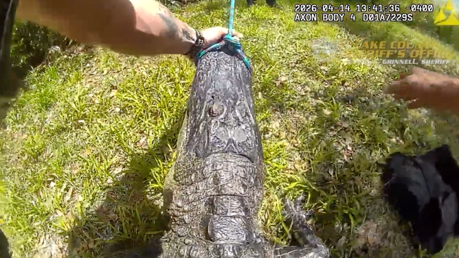 The deputy holds the gator's mouth shut while sitting on it.