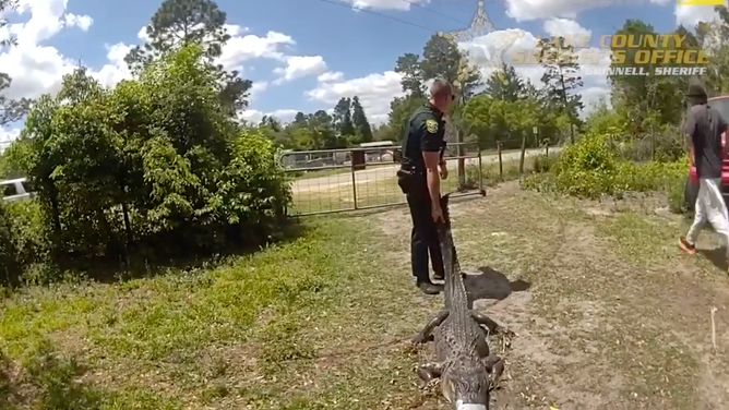 The deputy's drag the alligator toward the road.