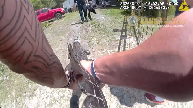 The deputy drags the alligator off property by its tail.