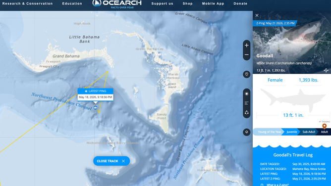 Goodall's latest ping on May 18, 2026 in the Northwest Providence Channel off the Bahamas.