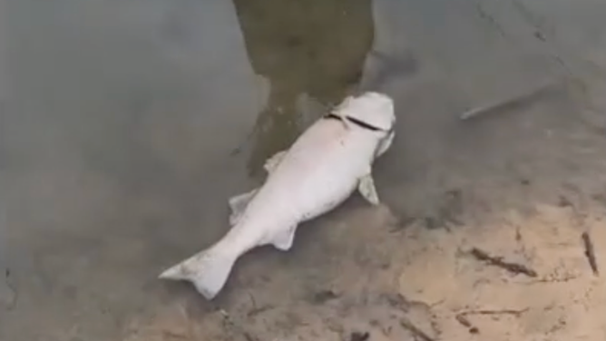 A dead fish on the bank of the Chattahoochee River in Georgia.