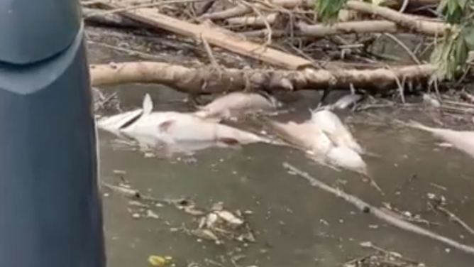 Several dead fish caught on a branch in the Chattahoochee River following flooding.