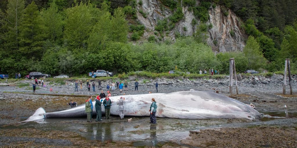 Dead, pregnant endangered fin whale found on bow of Alaska cruise ship