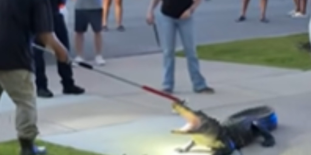 Video: Large alligator puts up a fight against trapper in South Carolina after invading neighborhood