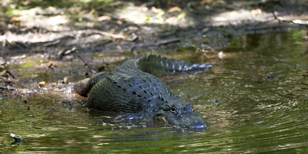 3 alligator encounters turn violent in week's span, leaving one woman dead in Florida