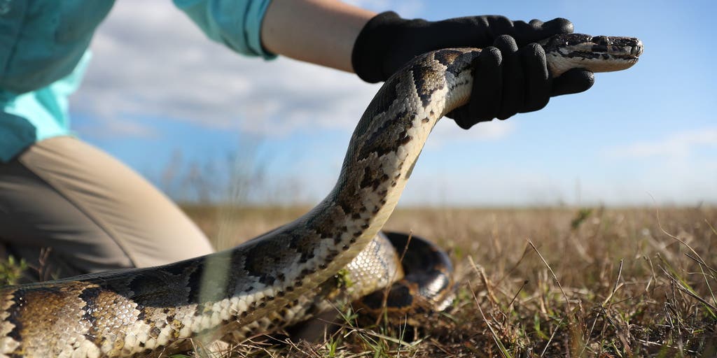 Ready for a hunt? You could win money for hunting these invasive snakes during annual challenge