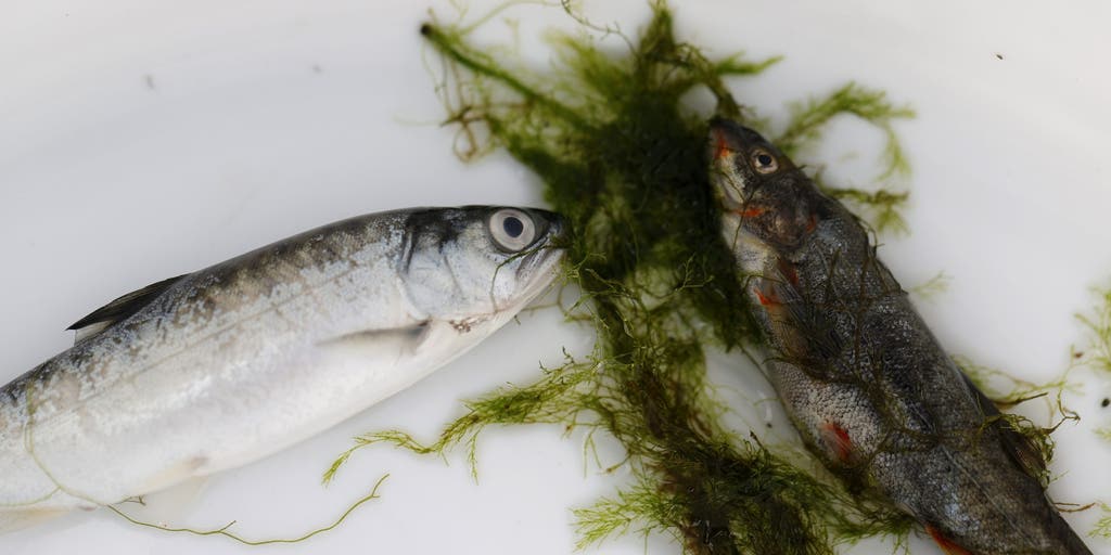 Deadly parasite kills hundreds of salmon through well-known river expanding through Pacific Northwest